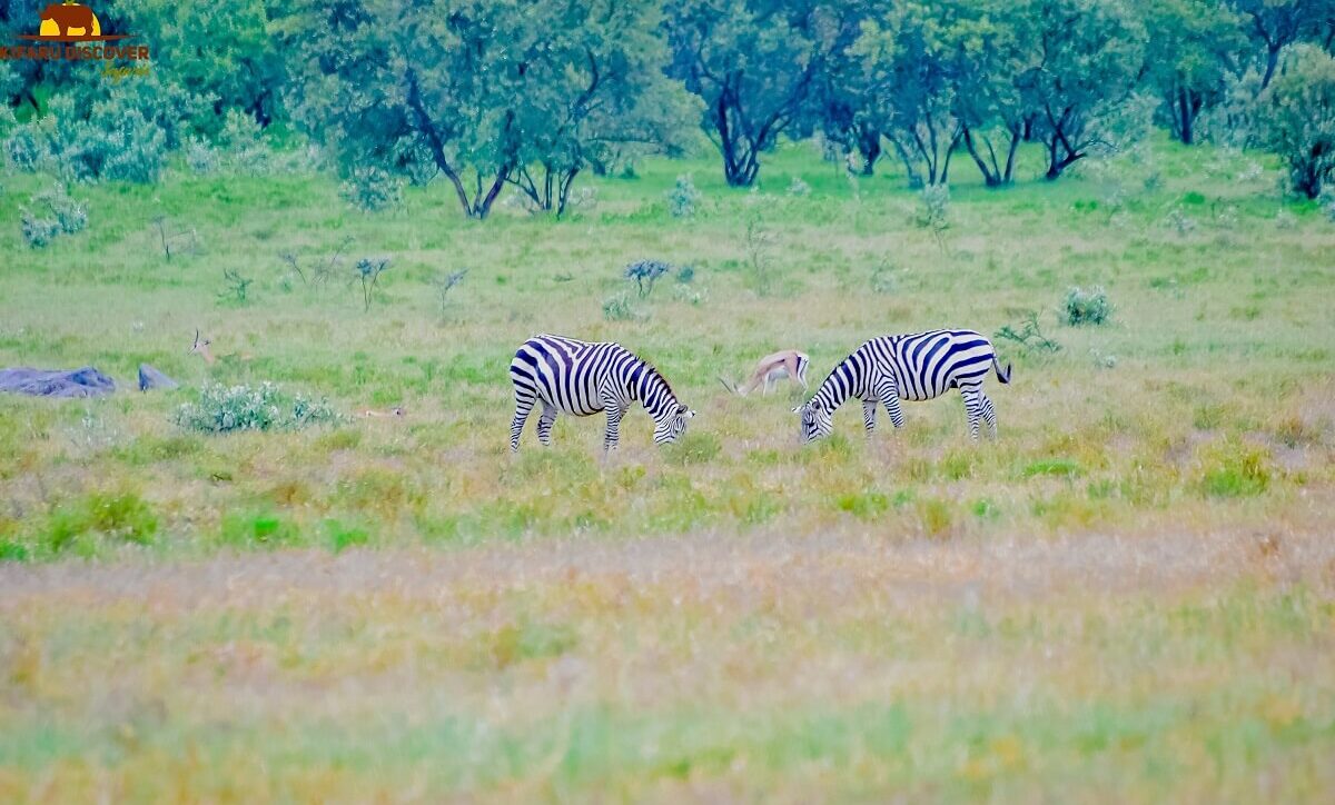 One day trip Naivasha Hells Gate National Park