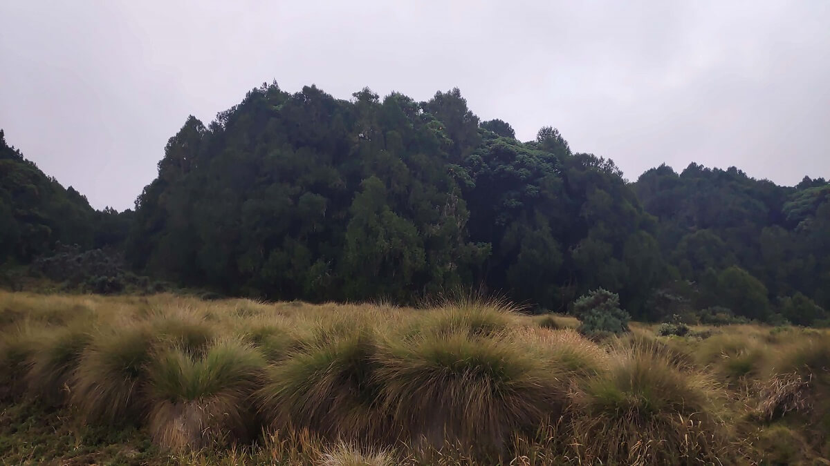 Mount Kenya moorland