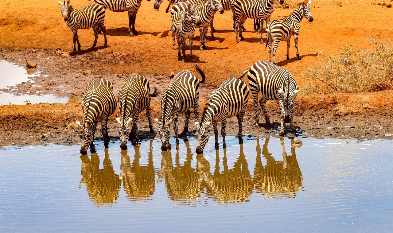 Zebras seen during Amboseli day trip