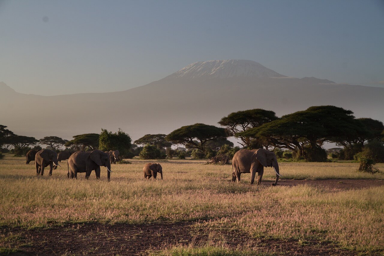 Amboseli National Park Day Trip From Nairobi