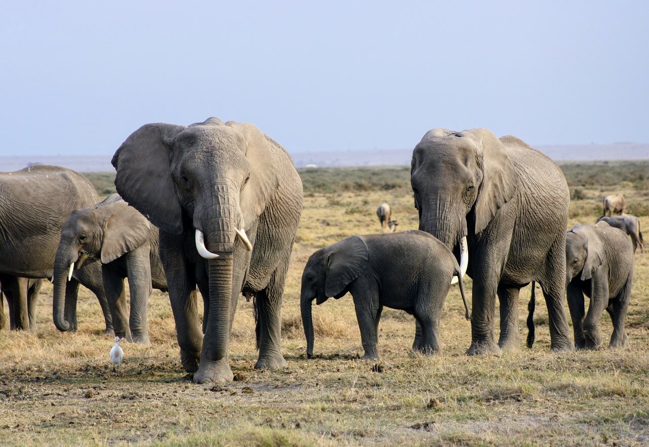 Amboseli day trip package