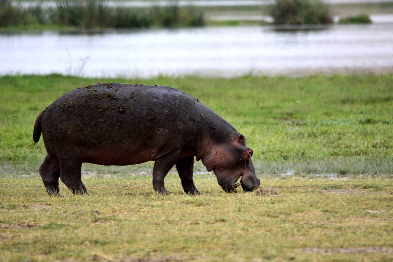 Amboseli national park tours