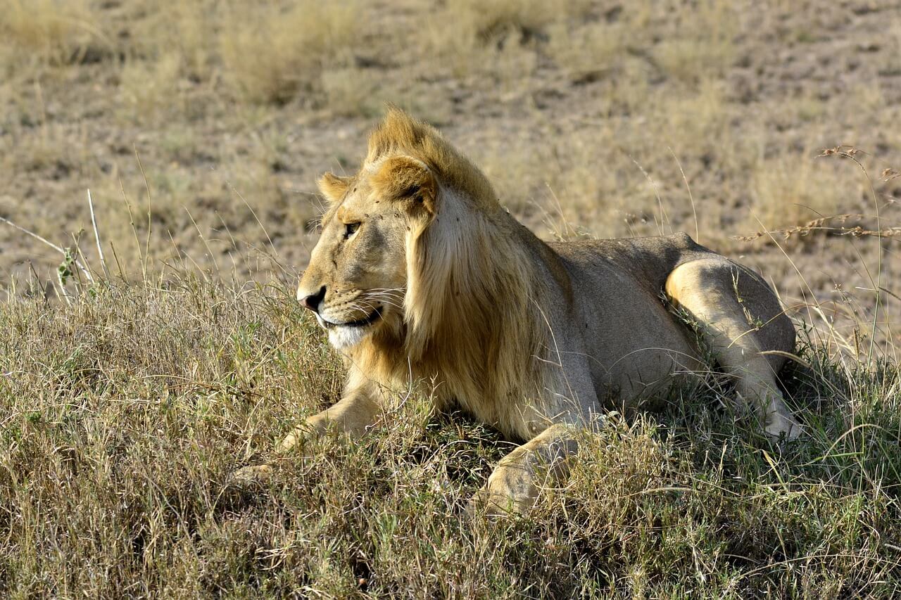 Lion spotted during 3 day amboseli safari