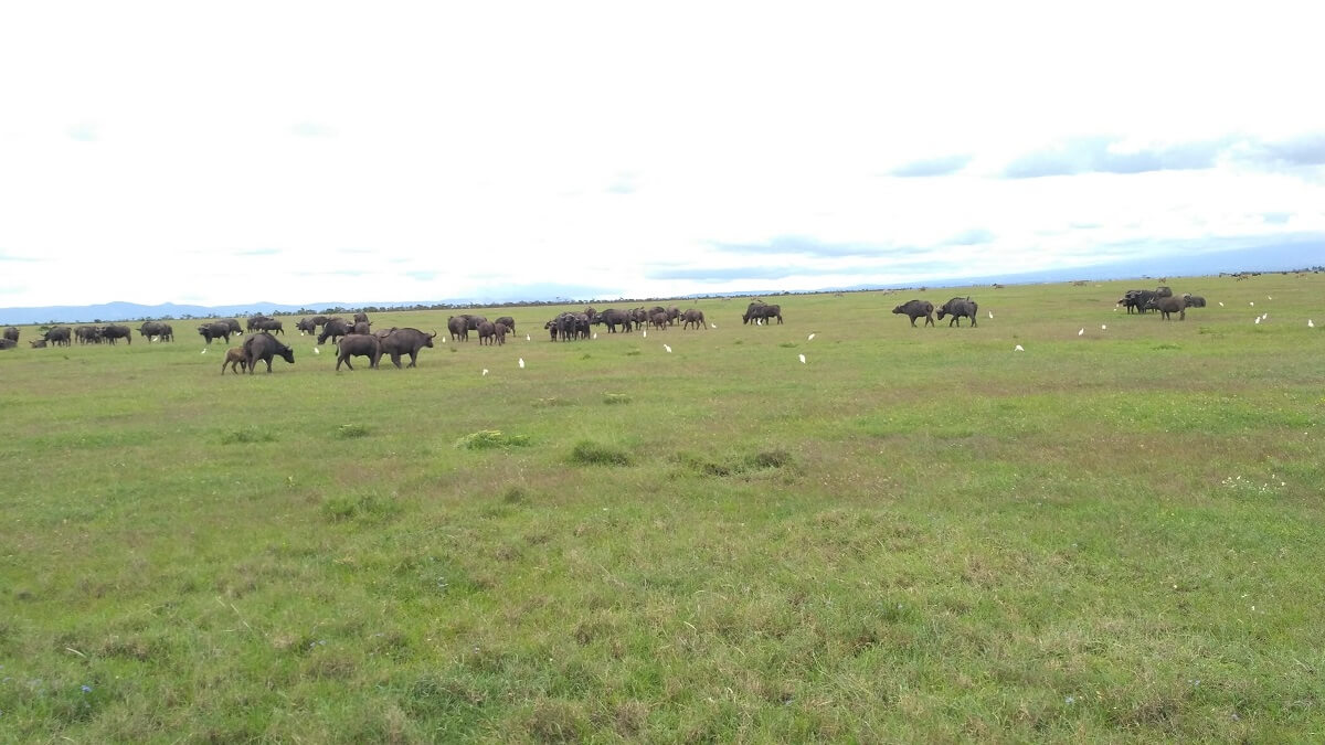 Buffalo herd at Ol Pejeta Conservancy