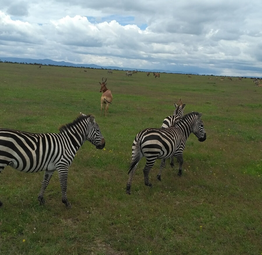 Ol pejeta day trip