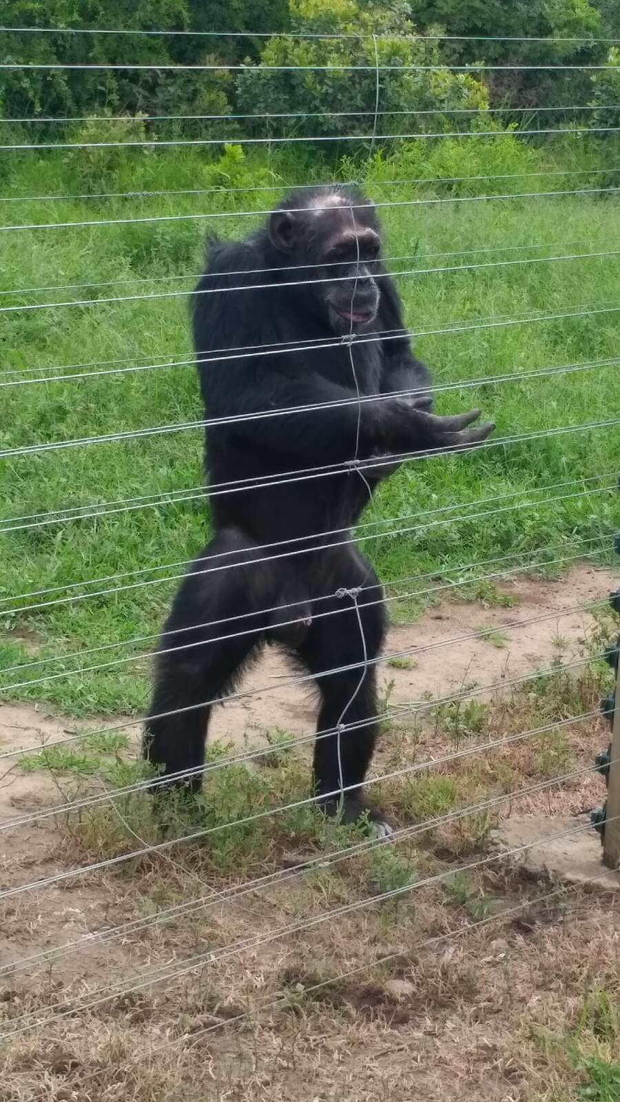 Chimpanzees at Ol Pejeta consevancy