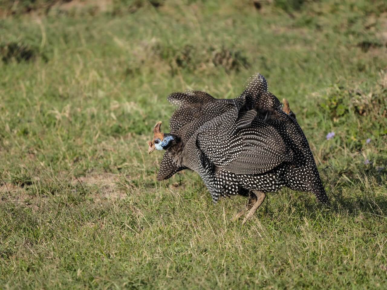 Buffalo herd at Ol Pejeta Conservancy