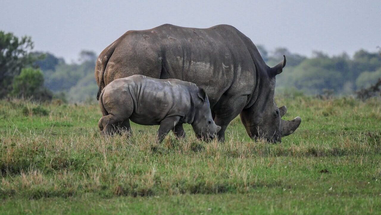 Ol Pejeta day trip