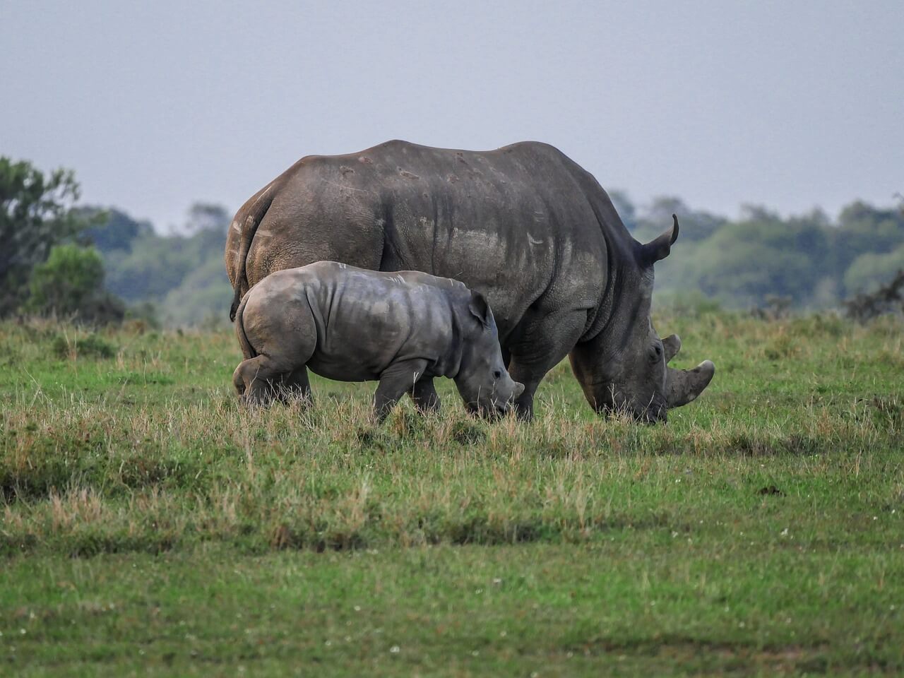 Ol Pejeta Day Trip From Nairobi (Visit a Rhino Sanctuary)