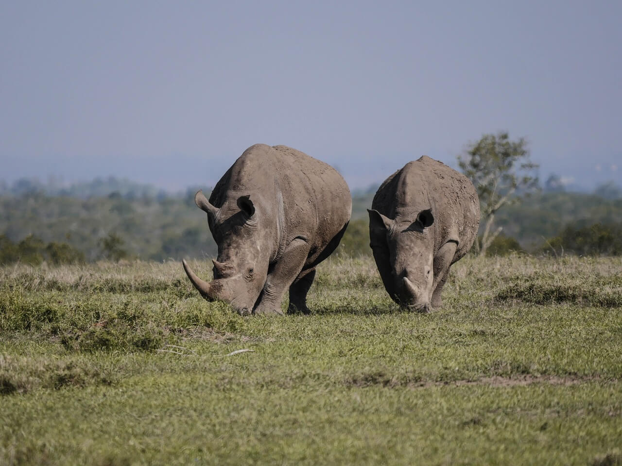  Ol Pejeta Day Trip