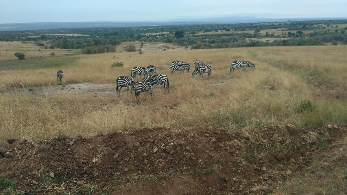 Zebras at Maasai Mara