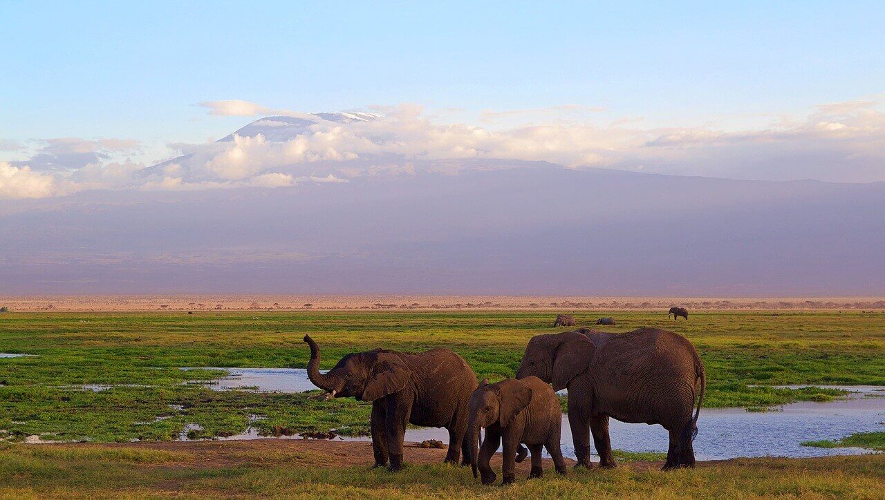 3 Days Amboseli Safari