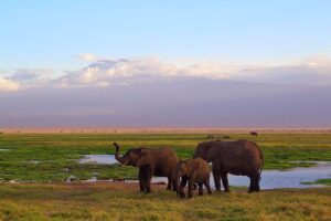 3 Days Amboseli Safari