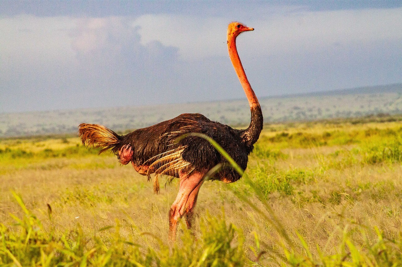 Ostrich spotted on 3 days amboseli safari