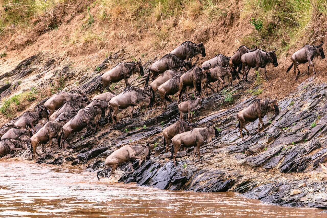 Maasai Mara safaris from Nairobi