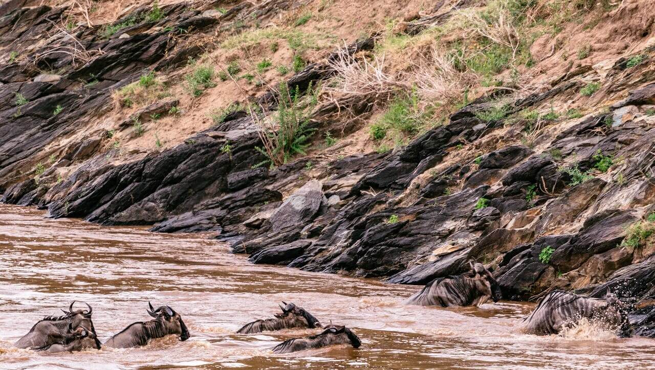 2 days masai mara safari