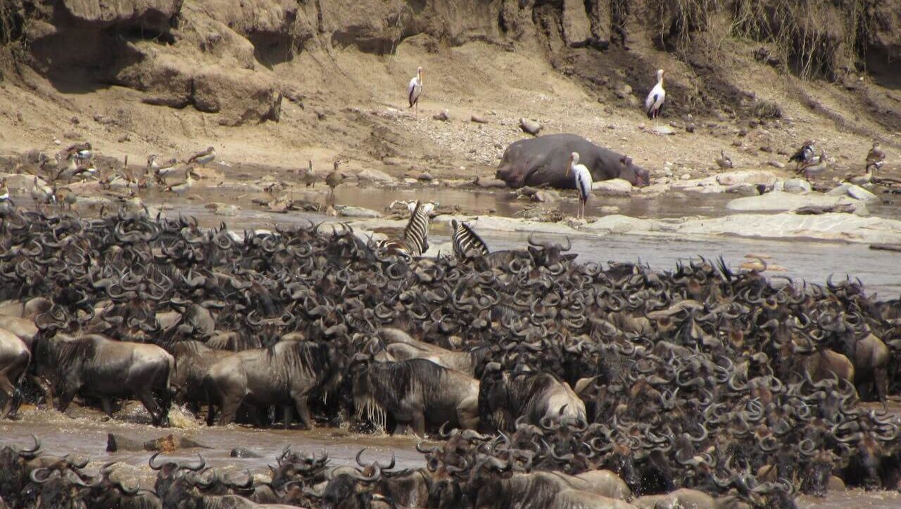 best time to visit masai mara