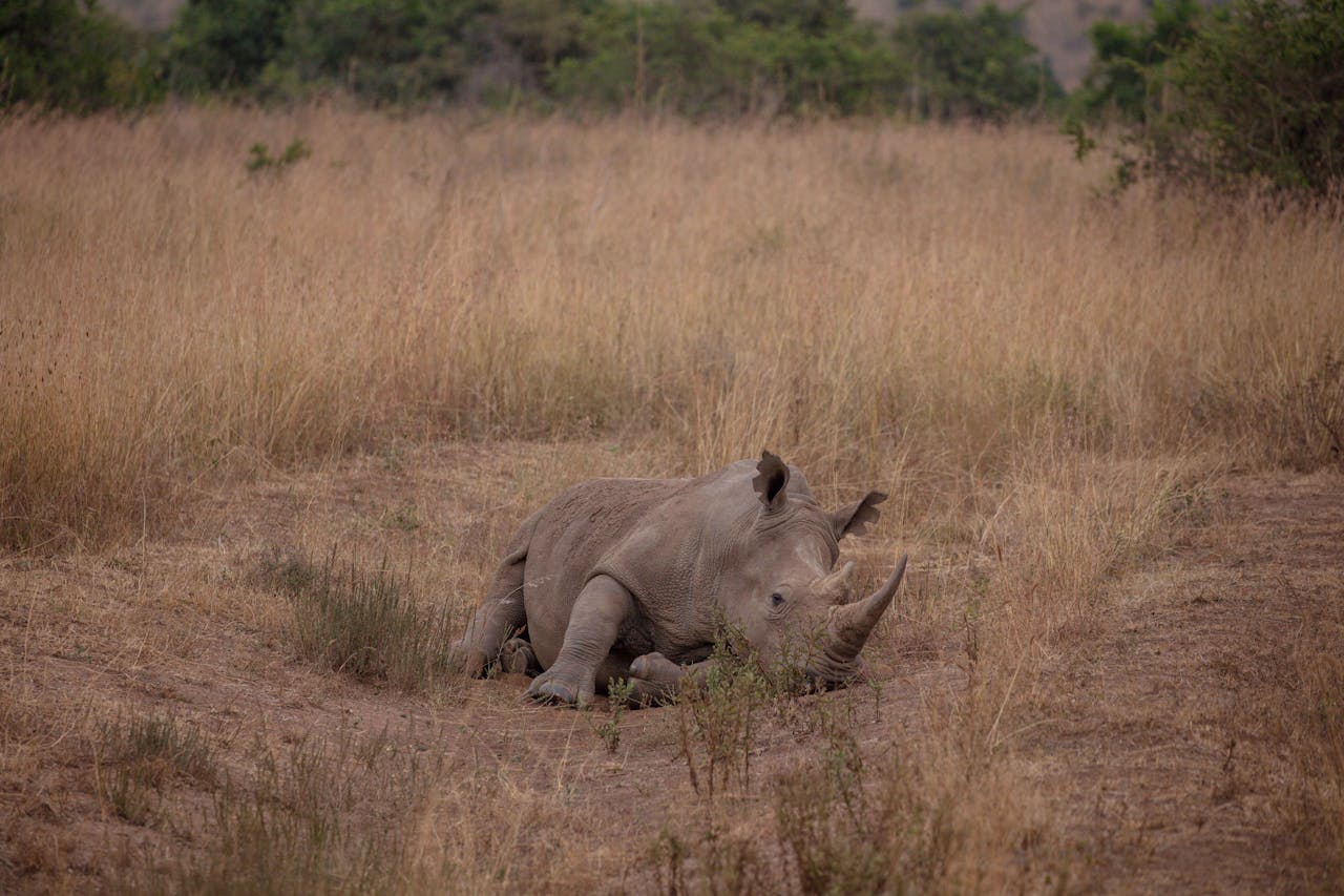 Affordable Kenya Safari Packages
