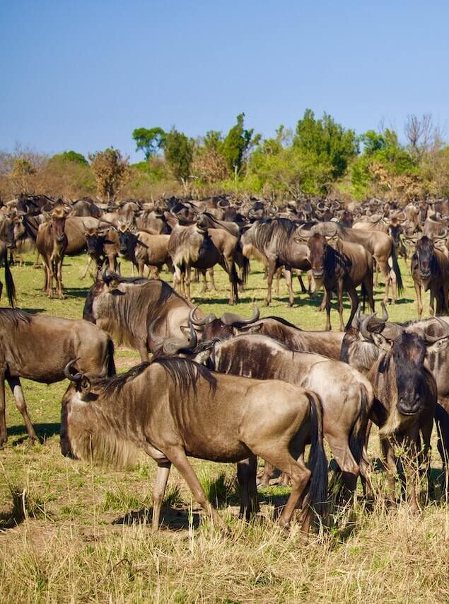 Maasai Mara Safari Packages