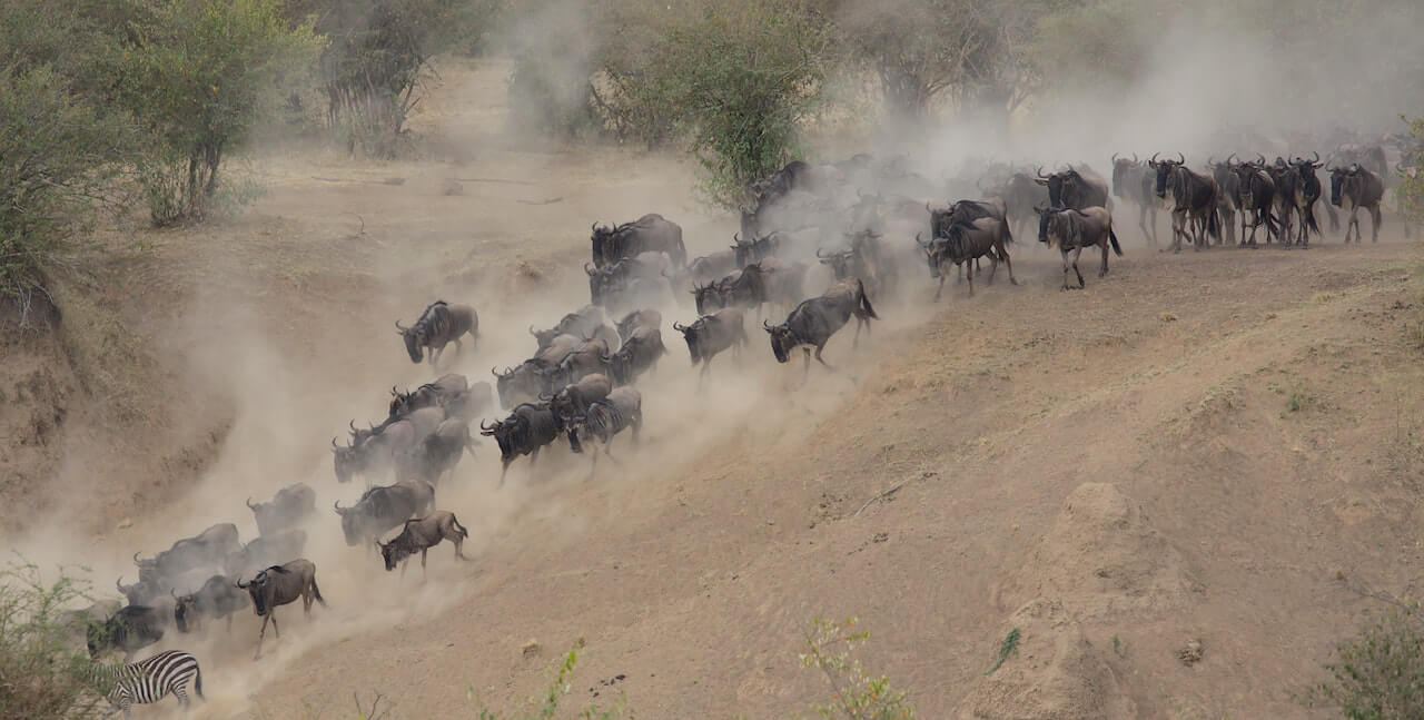 Best time to visit masai mara