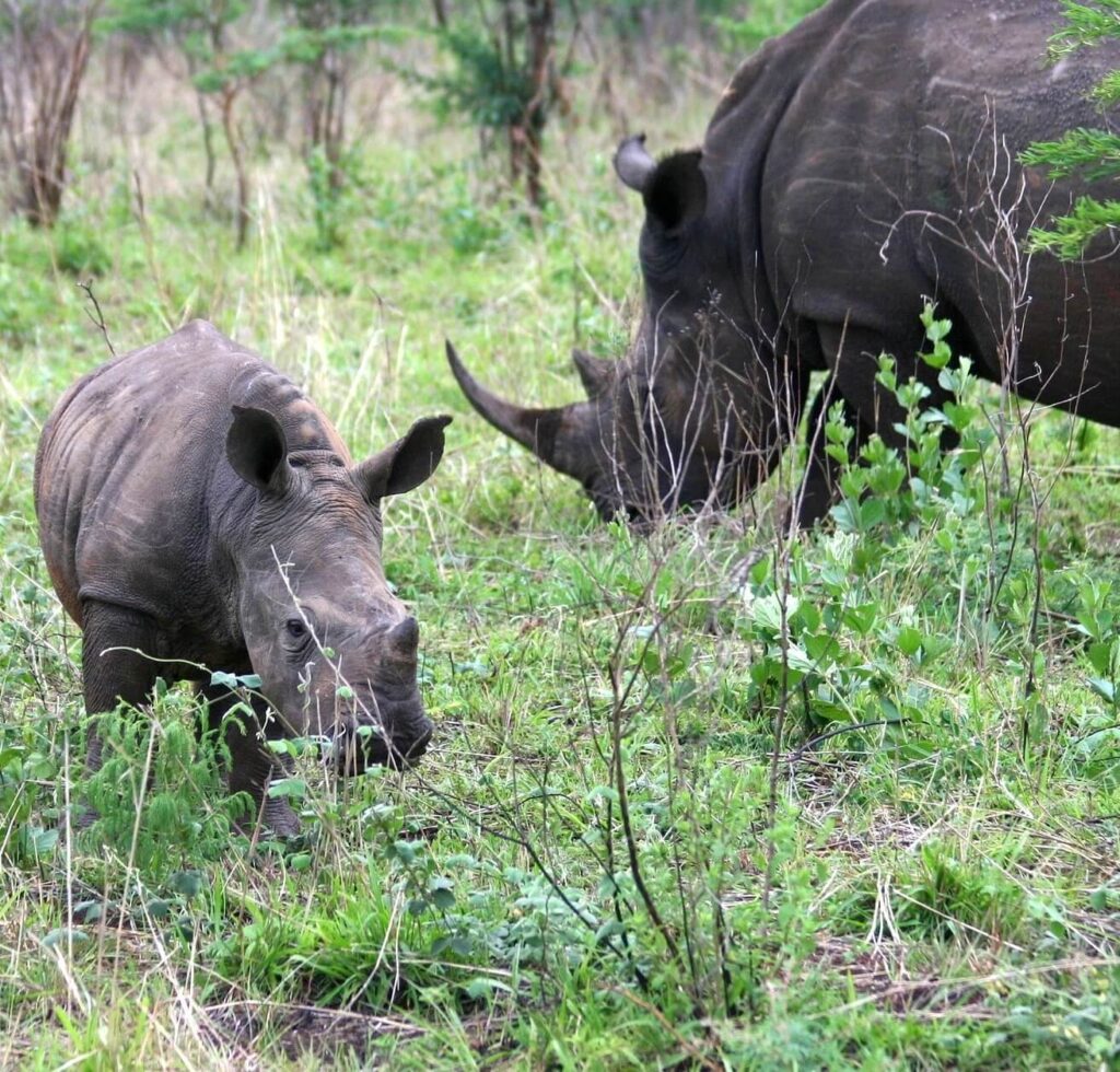 Rhino spotted by Kifaru Discover Safaris