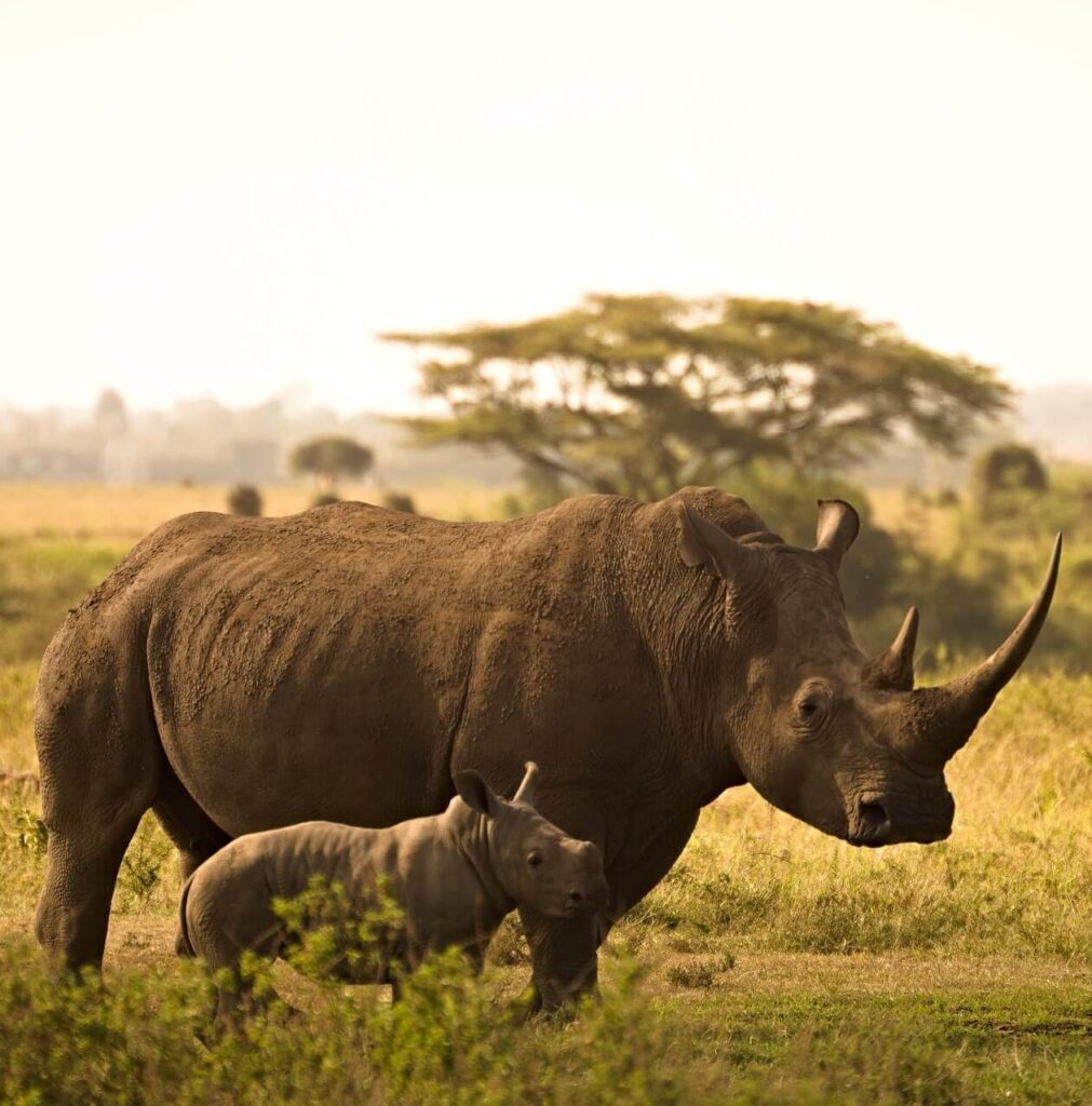 Rhino spotted by Kifaru Discover Safaris on Nanyuki Safari