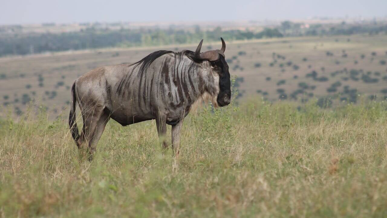 Affordable Kenya Safari Packages