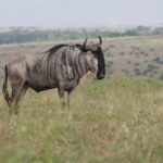Affordable Kenya Safari Packages