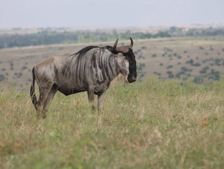 Affordable Kenya Safari Packages