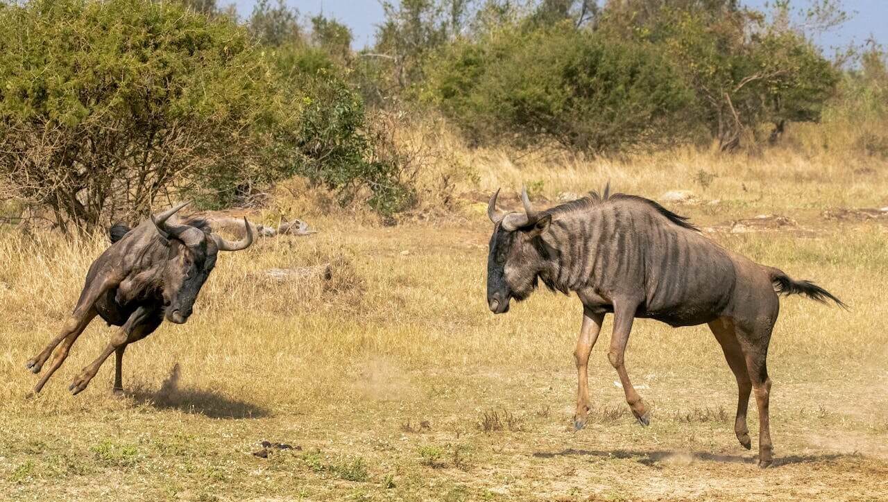 Masai Mara Trip Cost