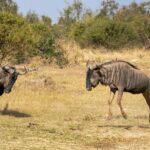 Masai Mara Trip Cost