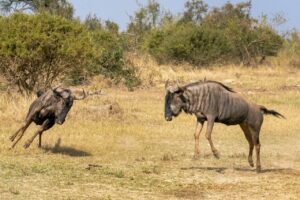 Masai Mara Trip Cost