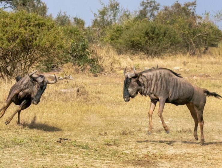 Masai Mara Trip Cost