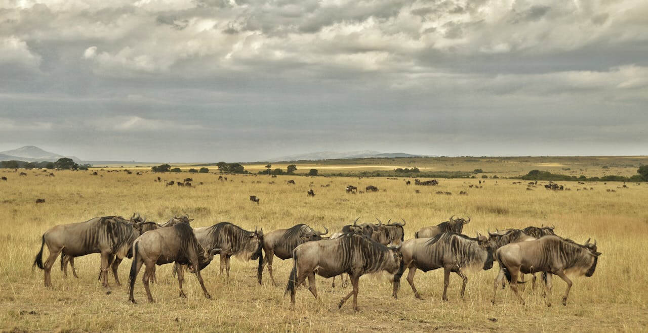 Wildebeests Masai Mara