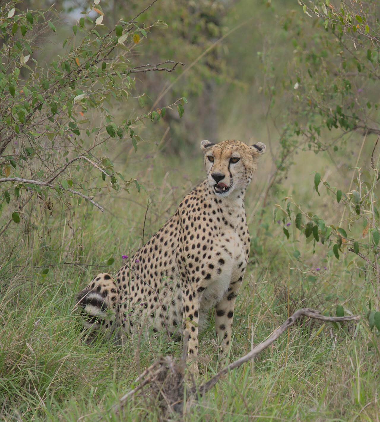 3 days Masai Mara budget safari