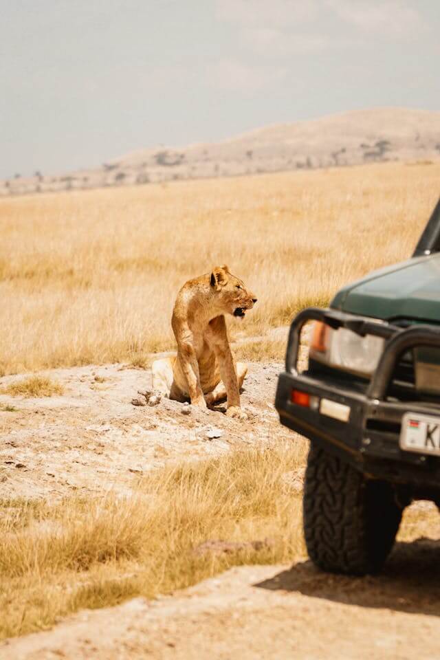 Lion spotted in Maasai Mara during a safari