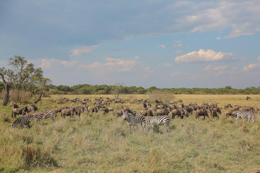 Best Masai Mara Safari Packages from Nairobi