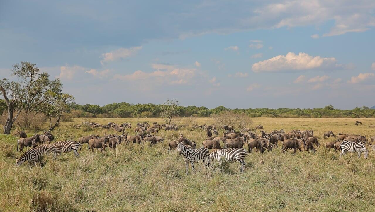 Best Masai Mara Safari Packages from Nairobi