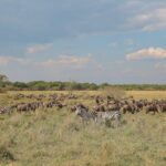 Best Masai Mara Safari Packages from Nairobi