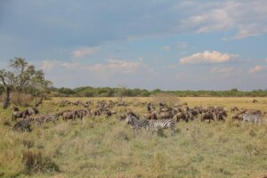 Best Masai Mara Safari Packages from Nairobi