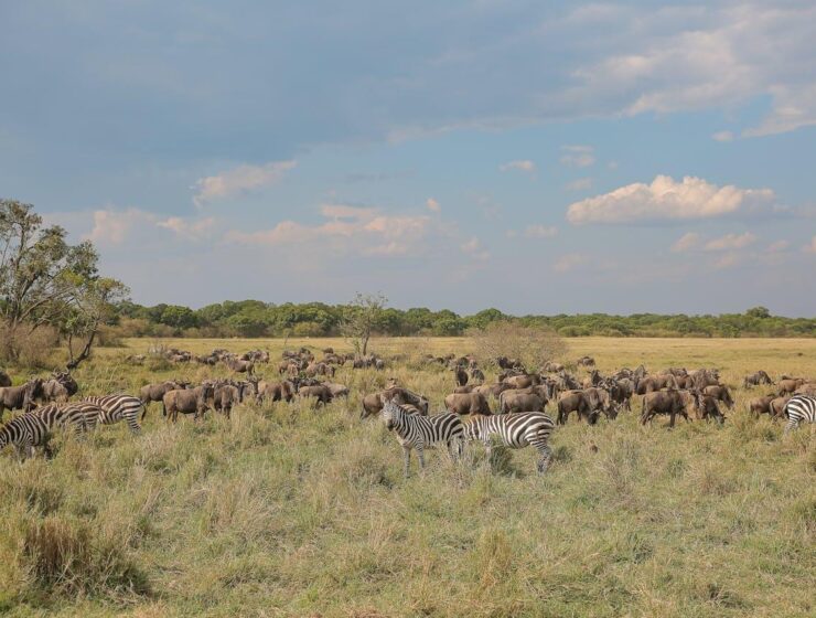 Best Masai Mara Safari Packages from Nairobi