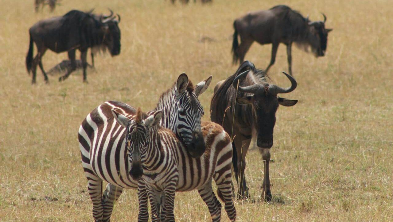 3 days Masai Mara budget safari