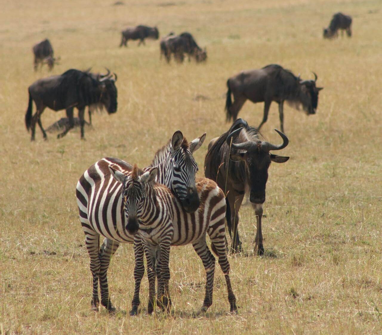 3 Days Masai Mara Budget Safari