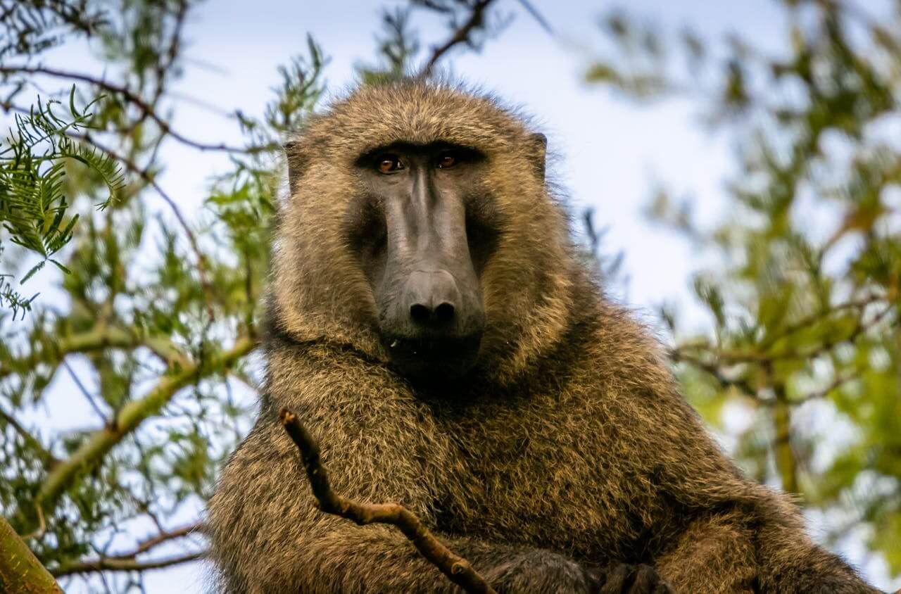 Baboon spotted on Kenya Safari