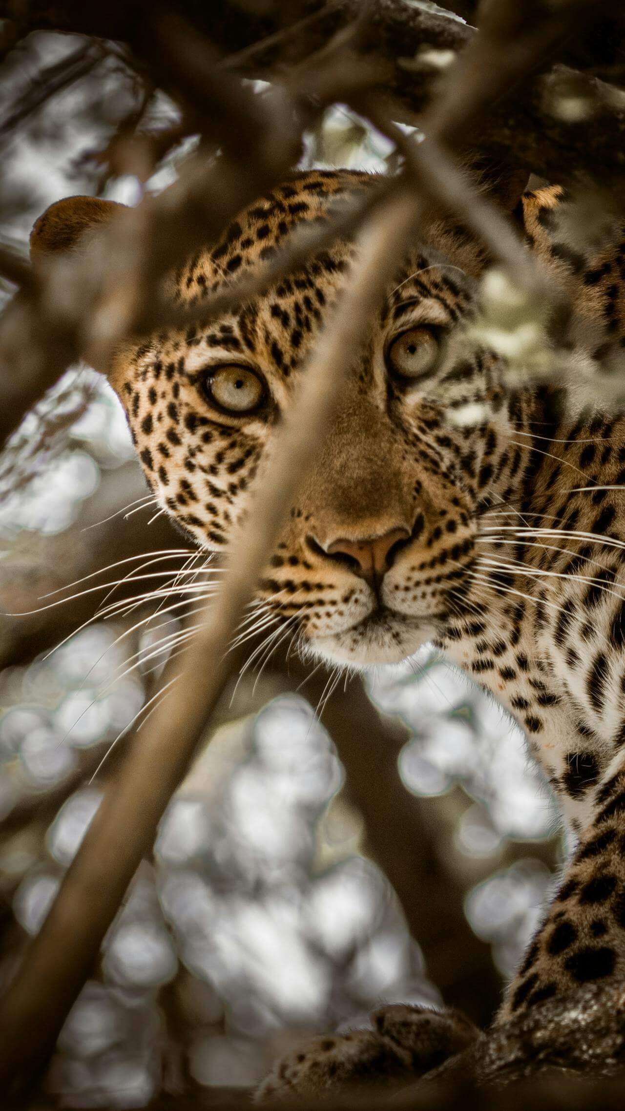 Leopard spotted on Kenya safari