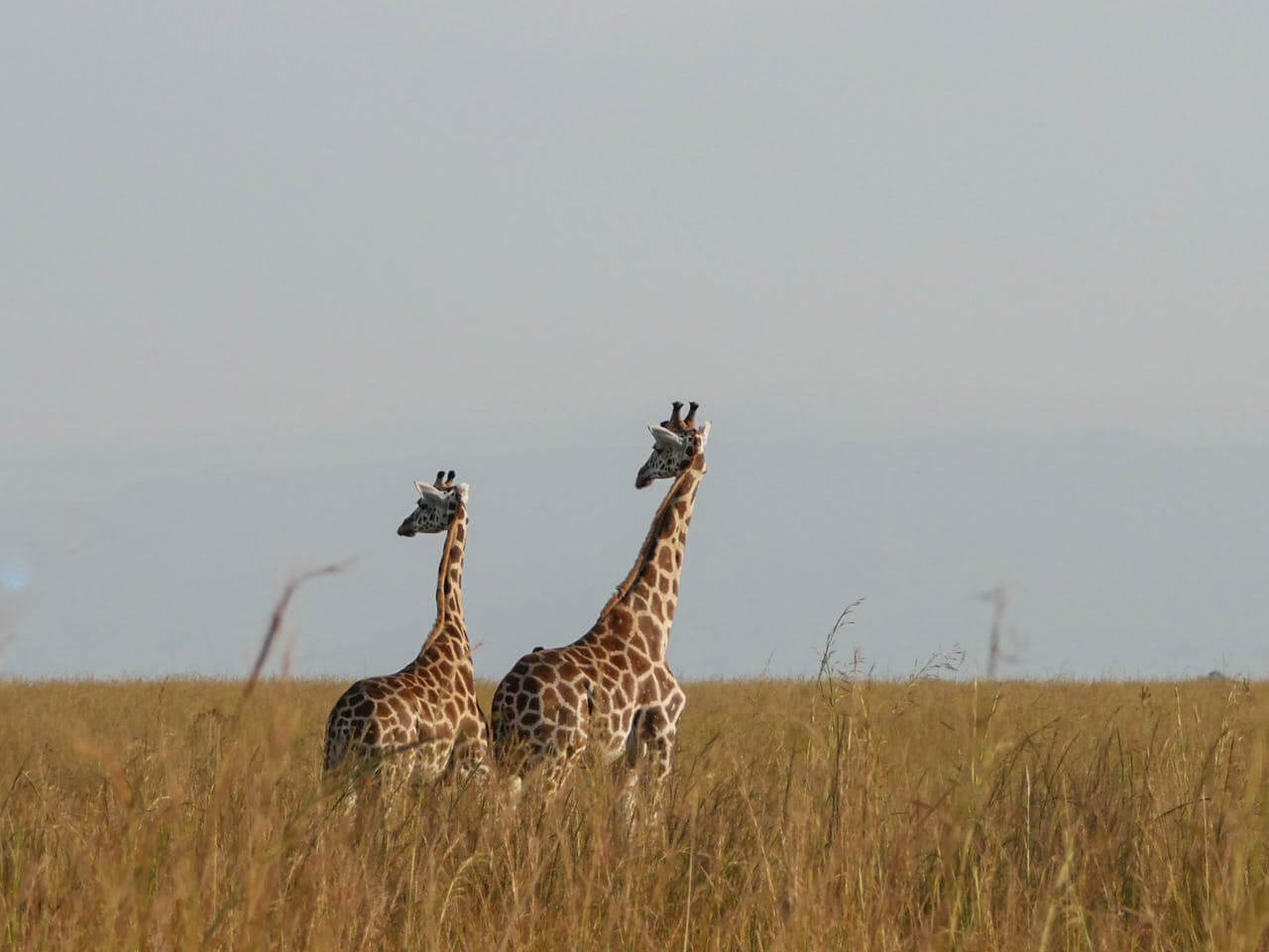 Giraffes spotted on 8 Days Kenya Safari