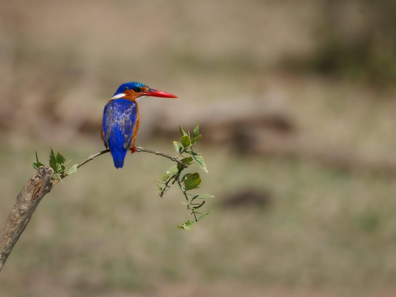 Birds spotted on 8-day Kenya safari