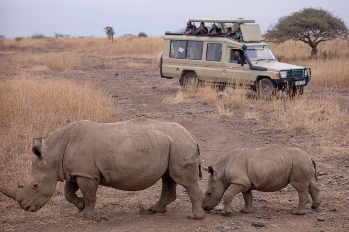 Rhinos spotted on Kenya Safari