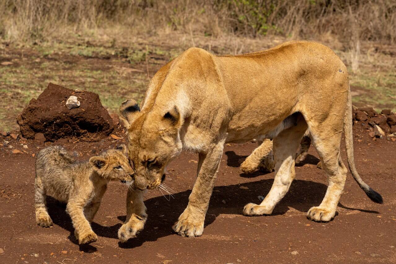 Lions at NairobI National Park