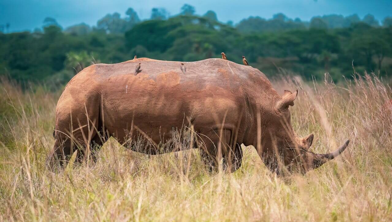 Rhino spotted on 1 Day Nairobi National Park Safari